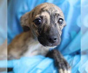 Mutt Dogs for adoption in San Antonio, TX, USA