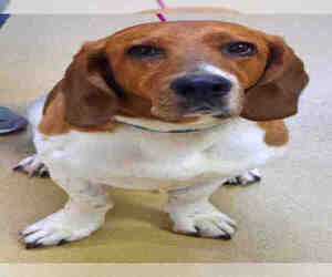 Bagle Hound Dogs for adoption in Ogden, UT, USA
