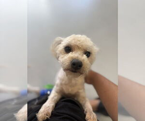 Mutt Dogs for adoption in Studio City, CA, USA