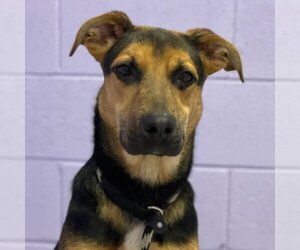 German Shepherd Dog-Unknown Mix Dogs for adoption in Clayton, CA, USA