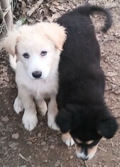 Golden Pyrenees Dogs for adoption in Baileyton, AL, USA