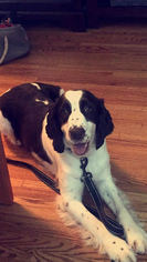 English Springer Spaniel Dogs for adoption in St. Louis Park, MN, USA