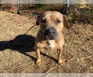 Labrador Retriever-Staffordshire Bull Terrier Mix Dogs for adoption in Columbus, NC, USA