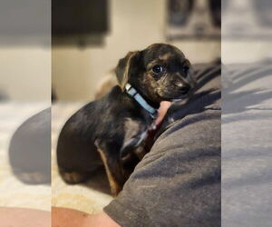 Beagle-Chihuahua Mix Dogs for adoption in New Orleans, LA, USA