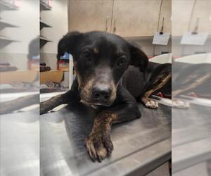 Labrador Retriever-Unknown Mix Dogs for adoption in Tracy, CA, USA