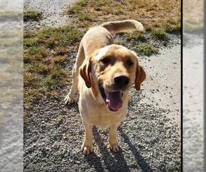 Small Labrador Retriever