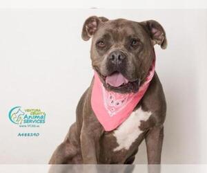 American Pit Bull Terrier Dogs for adoption in Camarillo, CA, USA