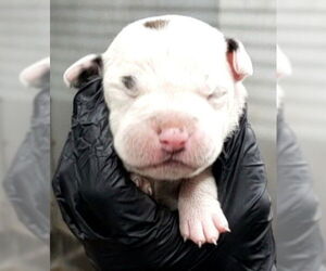 American Pit Bull Terrier Dogs for adoption in San Bernardino, CA, USA