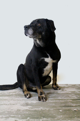 Labrador Retriever Dogs for adoption in Rockwall, TX, USA