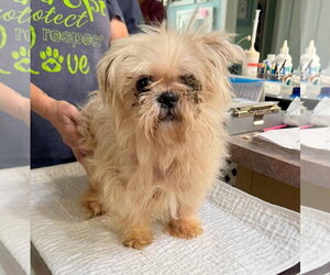 Shih Tzu Dogs for adoption in Benton, LA, USA