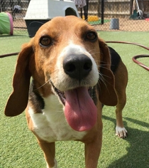 Beagle Dogs for adoption in Dahlgren, VA, USA
