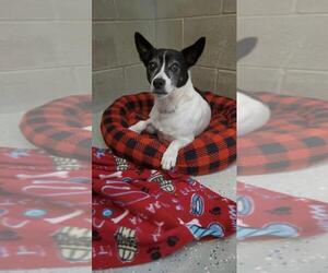 Rat Terrier Dogs for adoption in Detroit Lakes, MN, USA
