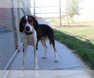 Treeing Walker Coonhound Dogs for adoption in Modesto, CA, USA