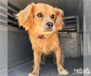 Cocker Spaniel-Unknown Mix Dogs for adoption in Washington, DC, USA