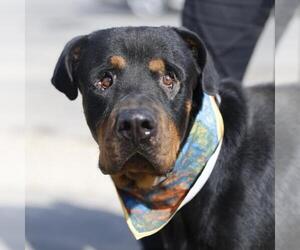 Rottweiler-Unknown Mix Dogs for adoption in San Antonio, TX, USA