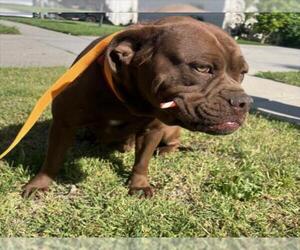 Dogue de Bordeaux-Unknown Mix Dogs for adoption in San Bernardino, CA, USA