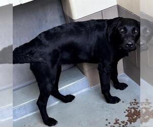 Labrador Retriever-Unknown Mix Dogs for adoption in Riverside, CA, USA
