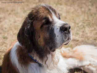 Saint Bernard Dogs for adoption in Grasswood, Saskatchewan, Canada