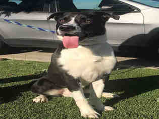 Borador Dogs for adoption in Bakersfield, CA, USA