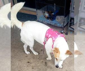 Labsky Dogs for adoption in San Antonio, TX, USA