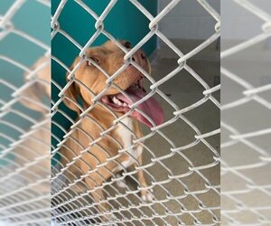 Labrador Retriever-Unknown Mix Dogs for adoption in Newton, NC, USA