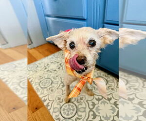 Poodle (Toy) Dogs for adoption in Alexandria, KY, USA