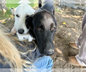 Labrador Retriever-Unknown Mix Dogs for adoption in Clovis, CA, USA