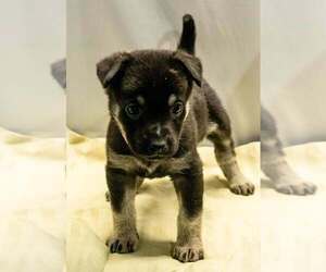 German Shepherd Dog-Unknown Mix Dogs for adoption in Imlay City, MI, USA