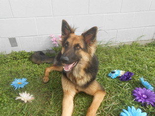 German Shepherd Dog Dogs for adoption in Seguin, TX, USA