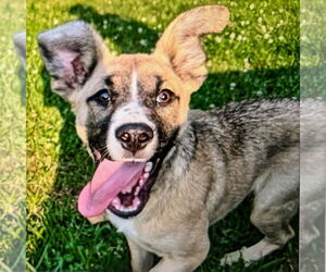 Shepradors Dogs for adoption in Bristol, CT, USA