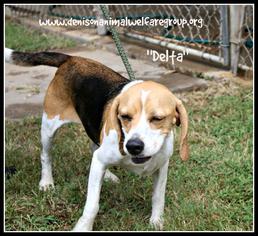 Beagle Dogs for adoption in Denison, TX, USA
