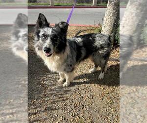 Australian Shepherd Dogs for adoption in Riverside, CA, USA
