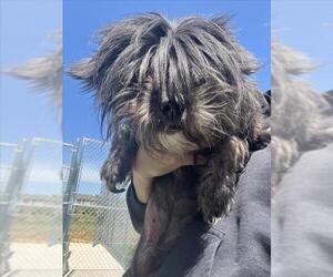 Shih Tzu-Unknown Mix Dogs for adoption in Salisbury, NC, USA
