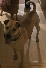 Ori-Pei Dogs for adoption in Williston, VT, USA