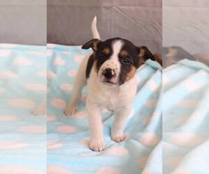 Mutt Dogs for adoption in Paso Robles, CA, USA