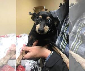 Miniature Pinscher Dogs for adoption in St louis, MO, USA