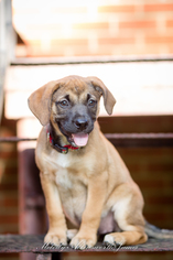 Mutt Dogs for adoption in north little rock, AR, USA