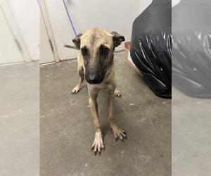 Anatolian Shepherd-Unknown Mix Dogs for adoption in Rosenberg, TX, USA