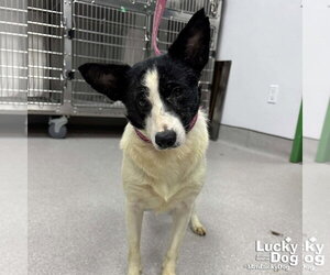 Mutt Dogs for adoption in Washington, DC, USA