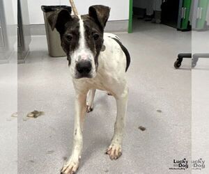 Mutt Dogs for adoption in Washington, DC, USA
