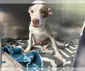 American Staffordshire Terrier-Unknown Mix Dogs for adoption in Grand Prairie, TX, USA