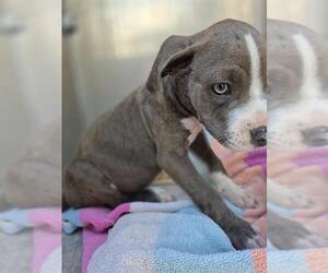 American Staffordshire Terrier-Unknown Mix Dogs for adoption in San Antonio, TX, USA