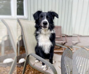 Border Collie Dogs for adoption in Candler, NC, USA