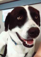 Labrenees Dogs for adoption in Fredericksburg, VA, USA