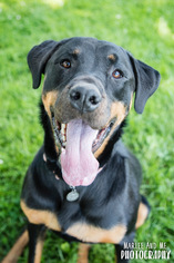 Rottweiler Dogs for adoption in Lockport, NY, USA