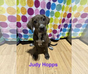 Labrador Retriever-Unknown Mix Dogs for adoption in Ball Ground, GA, USA