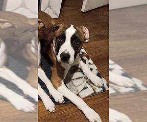 American Staffordshire Terrier-Unknown Mix Dogs for adoption in San Antonio, TX, USA