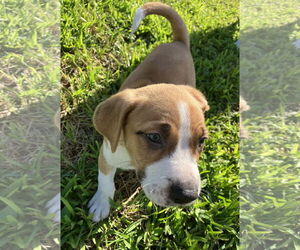 Mutt Dogs for adoption in Royal Palm Beach, FL, USA