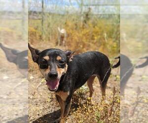 Chipin Dogs for adoption in Temecula, CA, USA