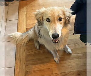 Medium Photo #4 Collie-Unknown Mix Puppy For Sale in Wakefield, RI, USA